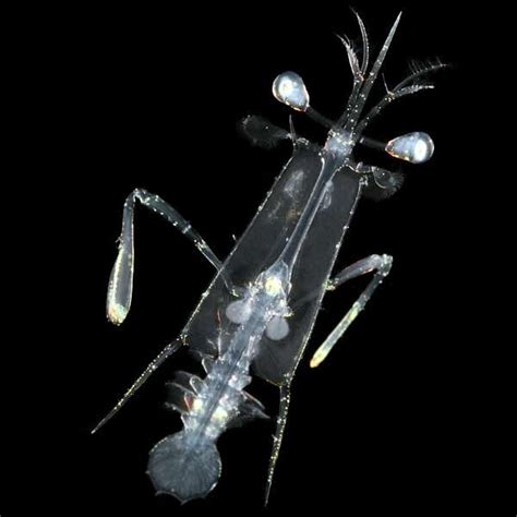 CRUSTACEA - Juvenile Stomatopod