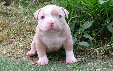 Puppy Lilac Champagne - Bullymon | Miniature Pocket and Exotic American Bully Dog Breeder