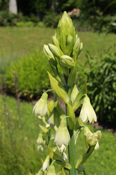 `Green-flowered Galtonia` Flowers - Galtonia Viridiflora Stock Photo ...