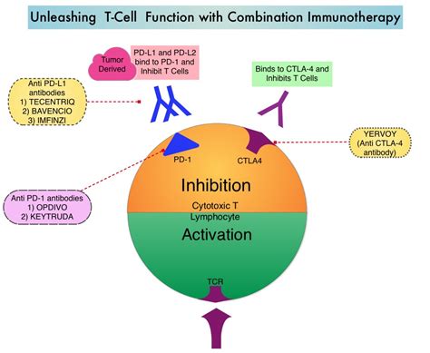 FDA Approves OPDIVO® plus YERVOY® Combination Immunotherapy for ...