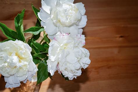 Flowers Peonies Pion - Free photo on Pixabay - Pixabay