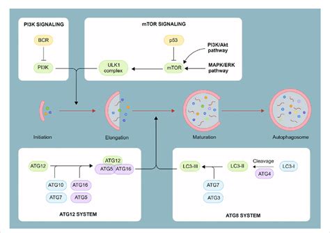 Process of autophagosome formation. Autophagosomes are composed of a... | Download Scientific ...