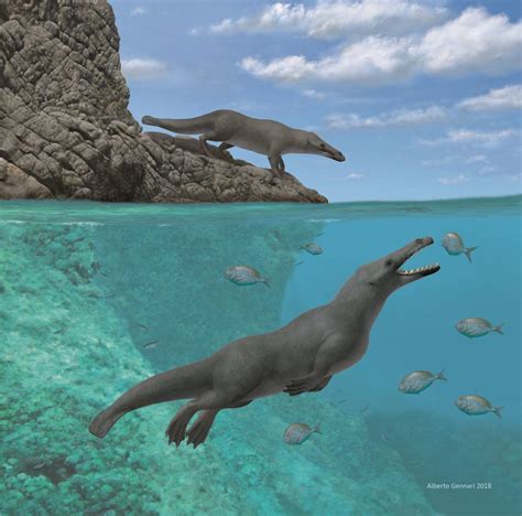 Primitive Whale Ancestor With Hooves on Its Toes Found in Peru - Archaeology - Haaretz.com