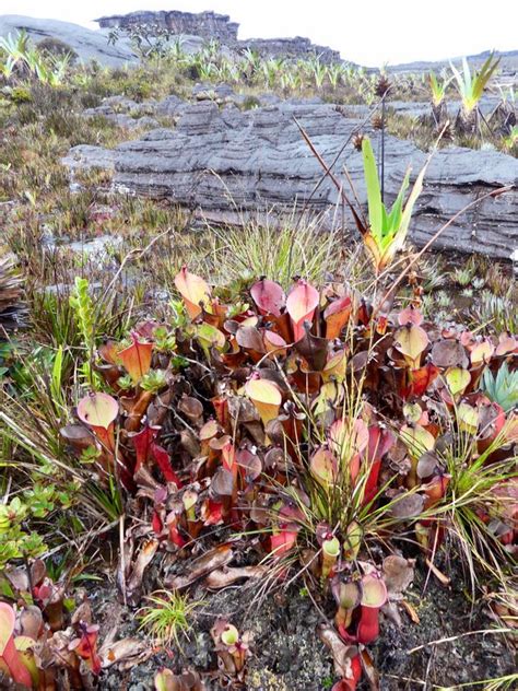 Venezuela: Mt Roraima – Roraima Carnivorous Pitcher Plants ...