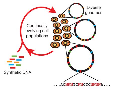 Microbe Evolution Gets a Push | Science | AAAS