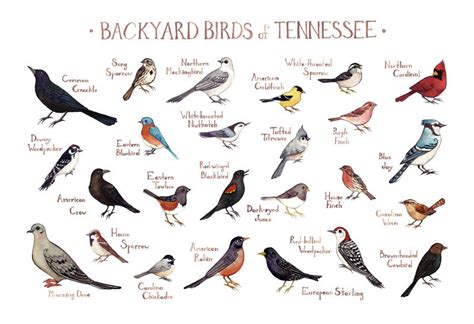 Tennessee Backyard Birds Field Guide Art Print / Watercolor