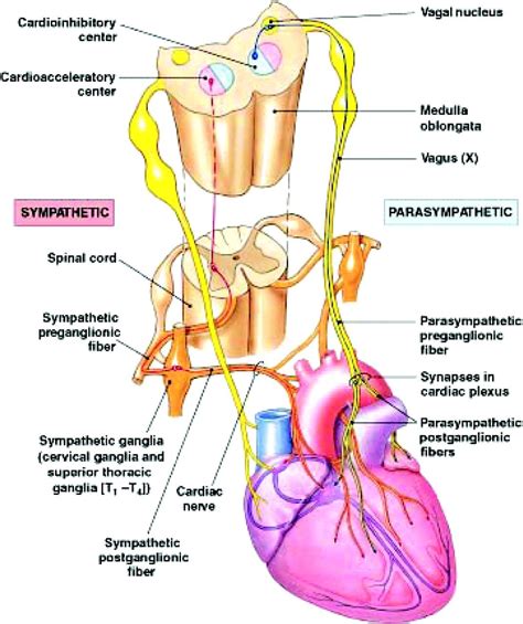 parasympathetic and sympathetic innervation of the heart anatomy ... | Physiology ...