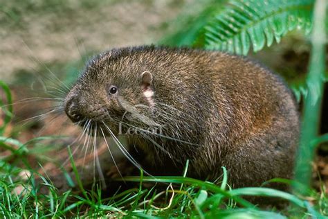 Aplodontia rufa, mountain beaver, castor de la montaña. Orden: Rodentia - Suborden: Sciuromorpha ...