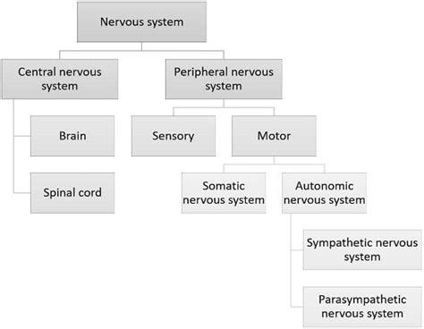 Parasympathetic And Sympathetic Nervous System Chart