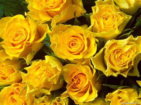 COLORS OF ROSES: YELLOW ROSES