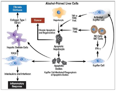 Role of Kupffer cells and hepatic stellate cells in promoting... | Download Scientific Diagram