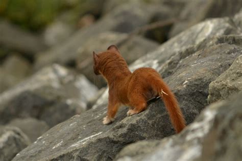 Weasels And The Control Of Pest Mammals - Common Weasels