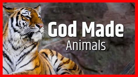 God Made Animals - YouTube