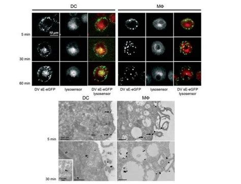 Anti-GFP Antibody | Rabbit anti-Aequorea victoria Polyclonal | LSBio