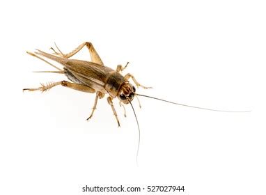 216 Gryllus assimilis Images, Stock Photos & Vectors | Shutterstock