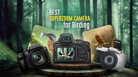 11 Best Superzoom Camera for Birding - Techtouchy