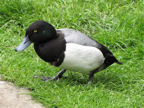 Lesser Scaup Male by animalphotos on DeviantArt