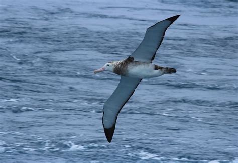 Tristan albatross - Alchetron, The Free Social Encyclopedia