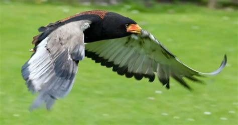 Bateleur Eagle | The Animal Facts | Appearance, Diet, Habitat, Behavior