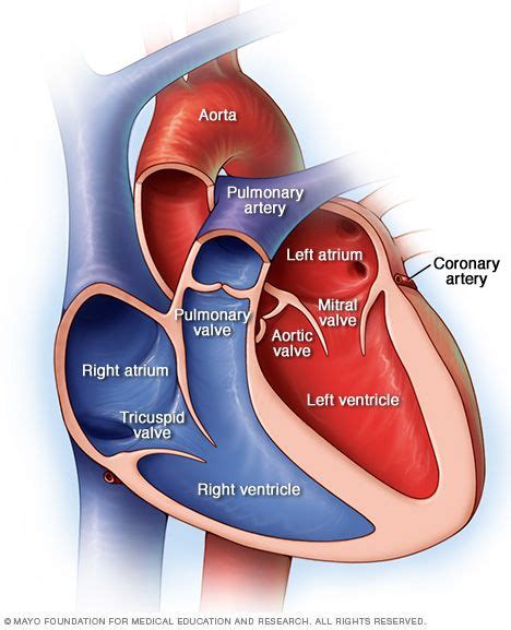 Lotus heart valve | Heart valves, Valve, Cardiac nursing