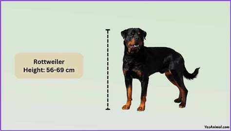 Rottweiler Size: How Big Are They Compared To Others?