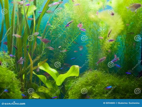 Aquarium With Fish And Seaweed Royalty Free Stock Photo - Image: 8094885