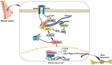 The relationship between the Hippo signaling pathway and bone metastasis of breast cancer ...