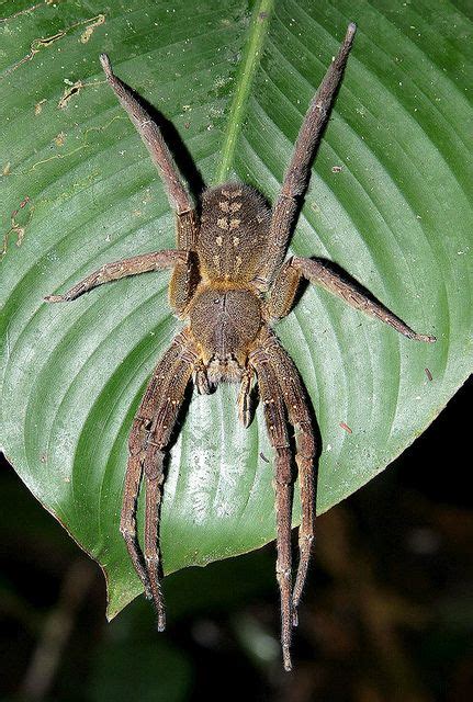 Brazilian Wandering Spider--Potentially the world's most venomous ...