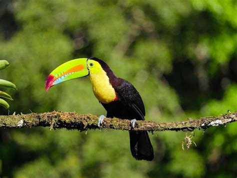 Animals in the Peruvian Amazon Rainforest - Peru Jungle Trips