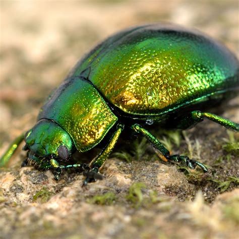 The Shiny Metallic Green Beetle: What Is It? - The Bug Agenda