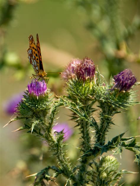 Free Images : blossom, wing, meadow, bloom, fly, summer, orange, color, botany, butterfly ...
