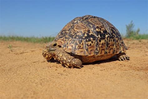 Leopard Tortoise in Natural Habitat Stock Image - Image of shell ...