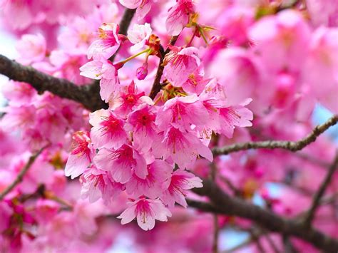 Cherry Blossom Flowers | Beautiful Flowers Wallpapers