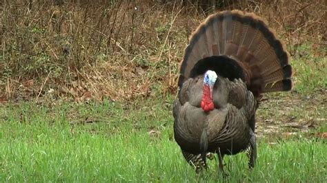 Double-Bearded Gobbler for Swisher | Bowhunting.com