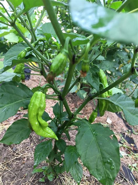 Growing ghost peppers for the first time. Zone 6a, and these are looking really good! : r/gardening