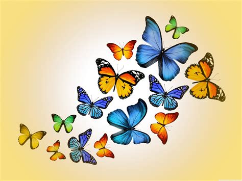 🔥 Download Butterflies 4k HD Desktop Wallpaper For Ultra Tv Wide by @heidih36 | Butterfly HD ...