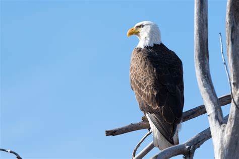 United States | Bald Eagle in Oklahoma