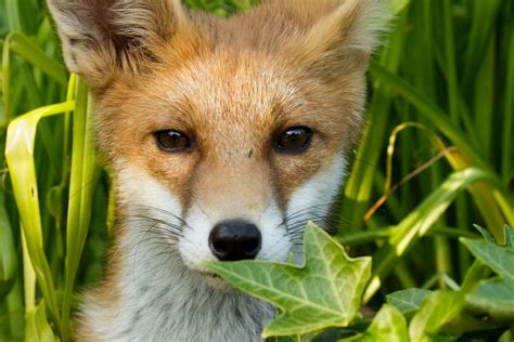 Fox Cubs Enjoying the Summer | Everything is Permuted