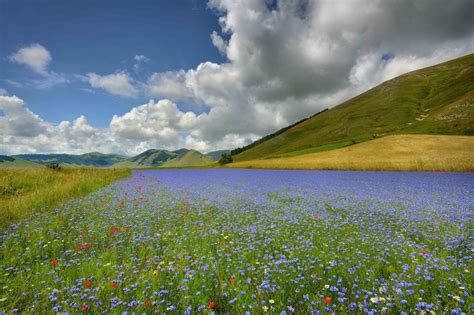 Castelluccio, Italy, flowers wallpaper | nature and landscape | Wallpaper Better