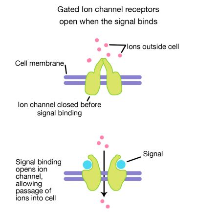 8.2: Receptores de canales iónicos ligados - Biología LibreTexts ...