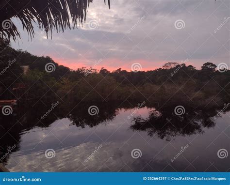 Sunrise of the Amazon Rainforest Stock Image - Image of black, wildlife ...