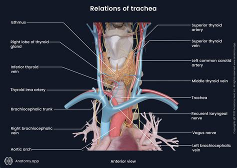 Tracheal Cartilage Diagram