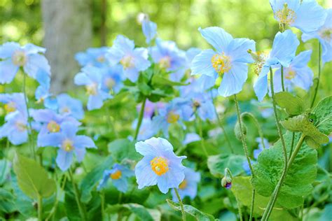 Meconopsis (Himalayan Poppy)