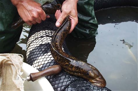 Great sea lamprey - Petromyzon marinus - Linnaeus, 1758