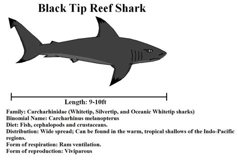 Blacktip Reef Shark by TabletopFiend on DeviantArt