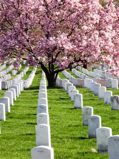 Memorial Trees – Planting Trees In Memory Of A Loved One