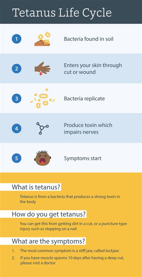 Tetanus Bacteria Life Cycle