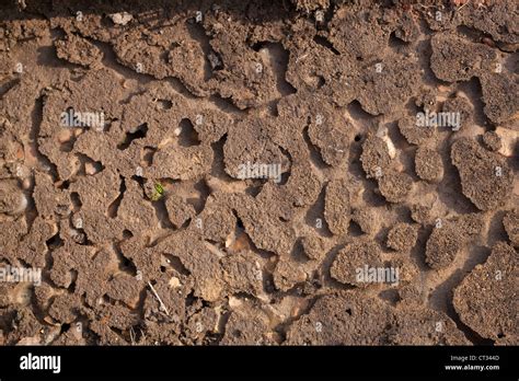 Invertebrate activity beneath timber plank. Pattern of tunnels formed ...