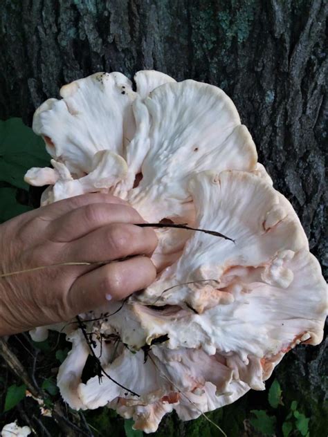 Chasing the Chicken of the Woods (Facts, Identification, and Recipes) - Mushroom Appreciation