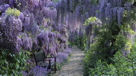 Wisteria Wallpapers - Wallpaper Cave